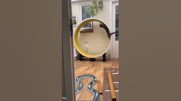 Savannah Cat Goes All the Way Around on Cat Wheel || ViralHog