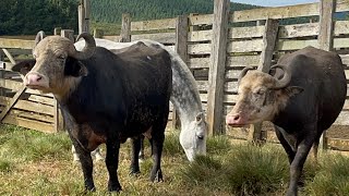 BÚFALO CARA BRANCA É TRADIÇÃO DE FAMÍLIA NA FAZENDA RINÇÃO EM CURITABANOS