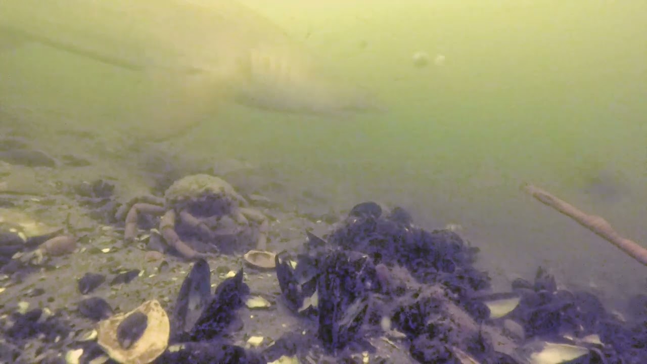 Sand Tiger shark spotted at Jones Beach fishing pier field 10 July 25 2022