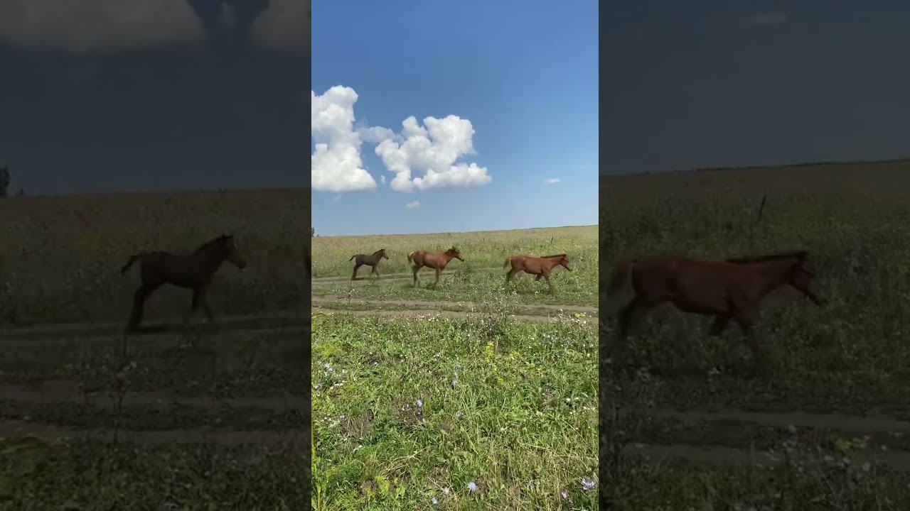 Авито Купить Чувашии Лошадиные