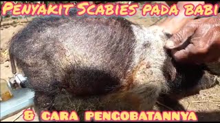 Penyakit scabies pada babi & cara pengobatannya
