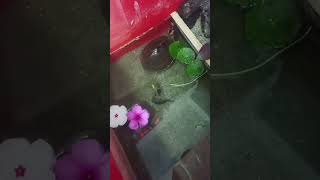 #trend #viral #turtule #sea #seaturtles