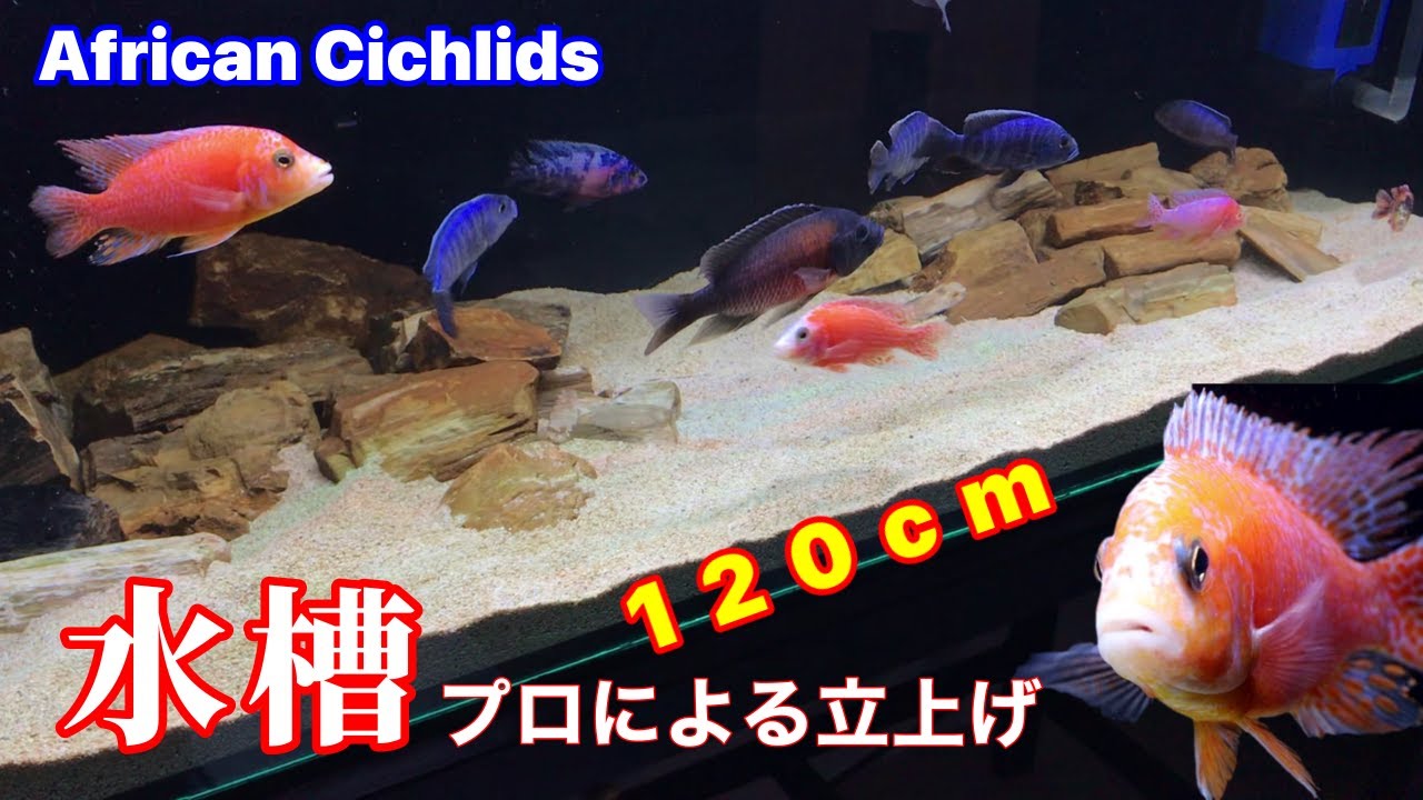 【熱帯魚飼育/アクアリウム】専門家の指導のもと120㎝アフリカンシクリッド水槽を立上げてみた/こんな上部フィルター見たことない！すべて東南アジア式のオーダーメイド/水槽立上げから導入までの作業工程