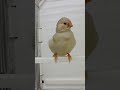 zebra finch pastel #fypシ #subscribe #viral #2023 #reels #finch #shorts