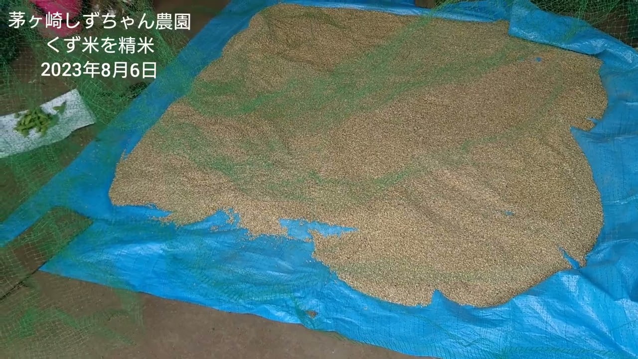 くず米を精米☆2023年8月6日茅ヶ崎しずちゃん農園‪@ふるさとイベント