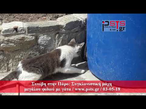 psts.gr: Mάχη μεγάλου φιδιού με γάτα