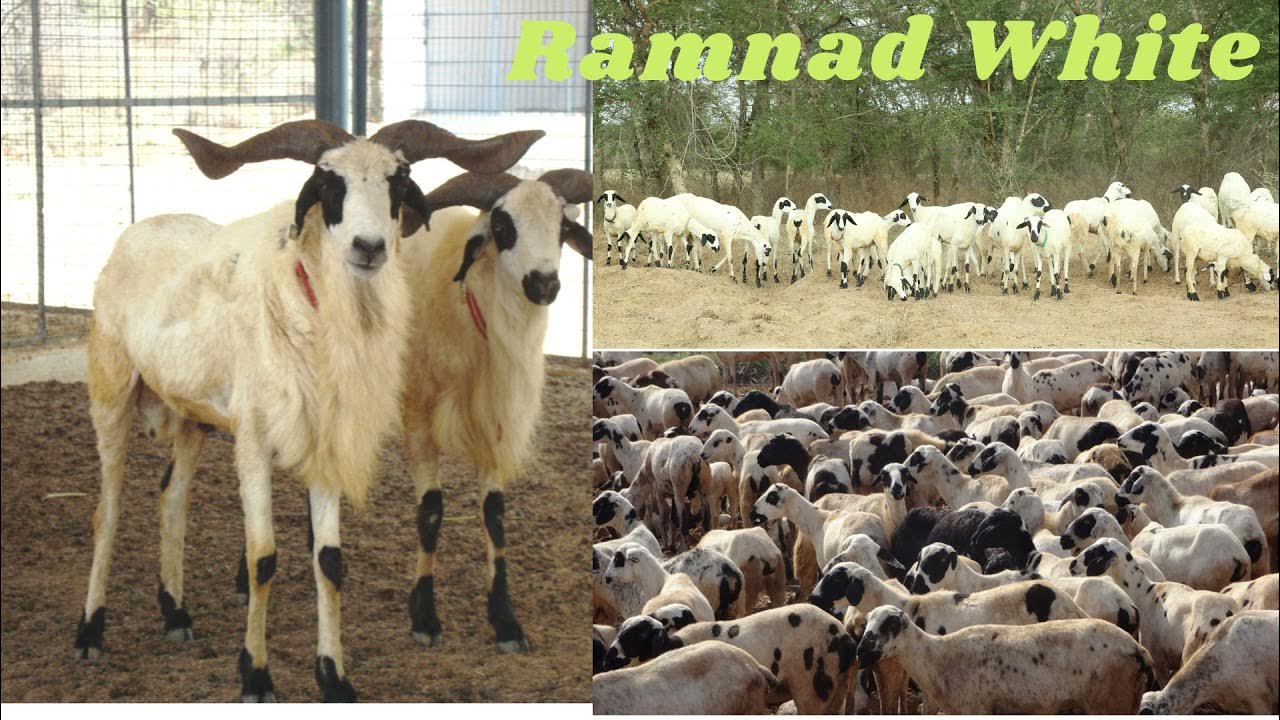 Sheep breeds of Tamil Nadu YouTube