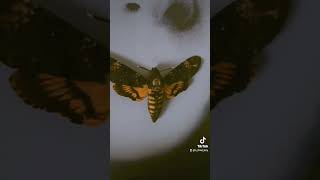 A real Deaths head Moth from Silence of the lambs!