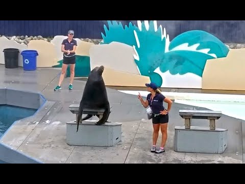 วีดีโอ: พิพิธภัณฑ์สัตว์น้ำนิวยอร์กแห่งเกาะโคนีย์