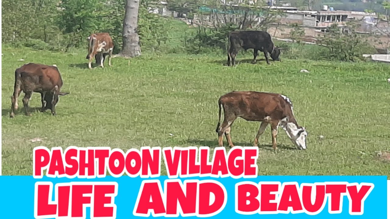 Pashtoon village life and beauty |pakistan Dir Timergara