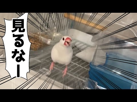 頑張りを見られたくない文鳥　Java sparrow