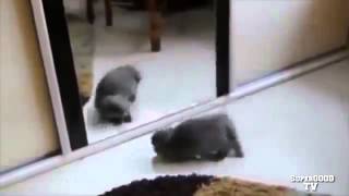 Приколы с кошками Смешные кошки Кот у зеркала Ржак! Приколы с кошками Смешные кошки Кот у зеркала Ржак!
