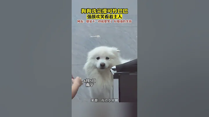 狗狗洗完澡后可怜巴巴，强颜欢笑看着主人，网友：感觉下一秒就要哭了，好勉强的笑容 #萌宠 #狗狗 #萨摩耶 - 天天要闻