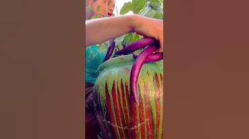 One of my favorite eggplants (named in the video) . #eggplant #eggplants #garden #gardening #harvest