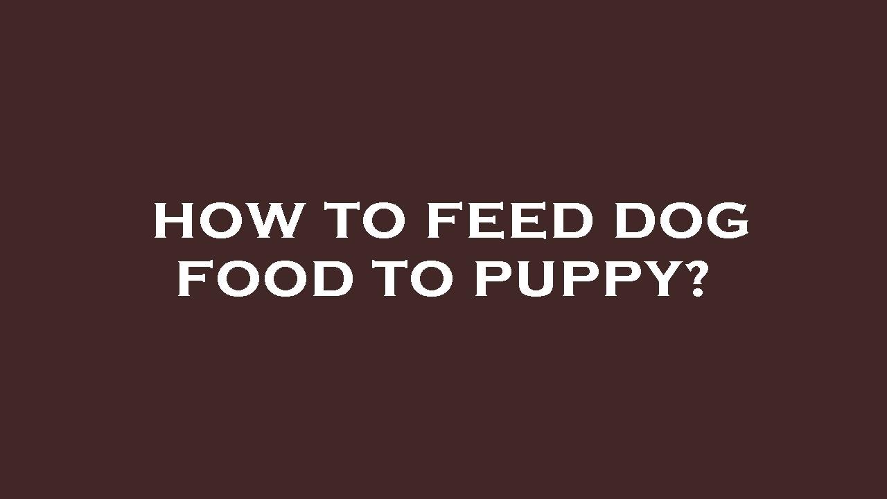 How To Feed Dog Food To Puppy YouTube How To Feed Dog Food To Puppy YouTube