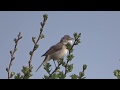 Common Whitethroat RSPB Rainham Marshes 17 04 19 Common Whitethroat RSPB Rainham Marshes 17 04 19