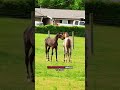You can’t tell me this wasn’t their exact conversation 🤣#Horse #horses