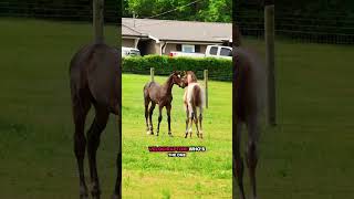 You can’t tell me this wasn’t their exact conversation 🤣#Horse #horses
