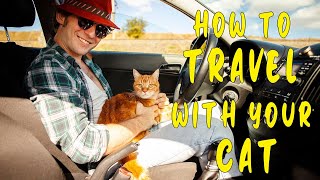 How to Travel with your Cat | SpoliaMag.com by SpoliaMag 125 views 1 year ago 4 minutes, 18 seconds