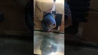 This Discus Dad Never Leaves His Babies 🐟❤️⭐ #discus #discusfish #aquarium #nature #shorts