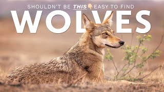 Wolves At Kadbanwadi, Near Pune