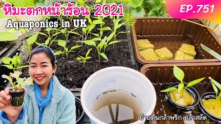 ปลูกพริกในเมืองหนาวยังไงให้รอด (วิธีย้ายต้นกล้าเมื่อหิมะมาหน้าร้อน) Aquaponics in UK 2021 EP.751