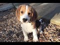 Beagle puppy from 10 weeks to 10 months の動画、YouTube動画。