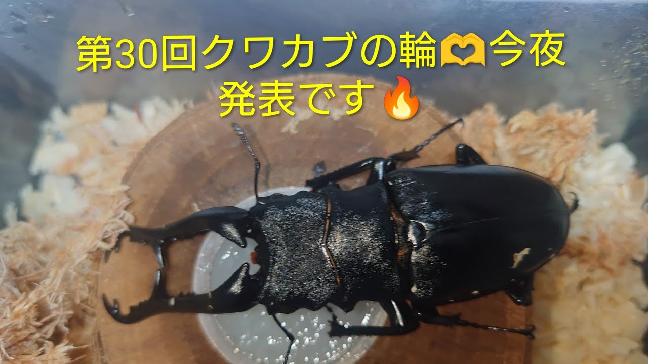 黒い宝石を散りばめたような大型のゴミダマ【標本】 YouTube