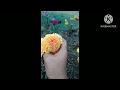 My mini garden viralvedioflowerskadiyapulanka