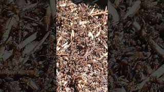 Waldameisen wuseln herum Ameise Ameisenhaufen Ameisen Formica haufen rote #ameise #waldameise