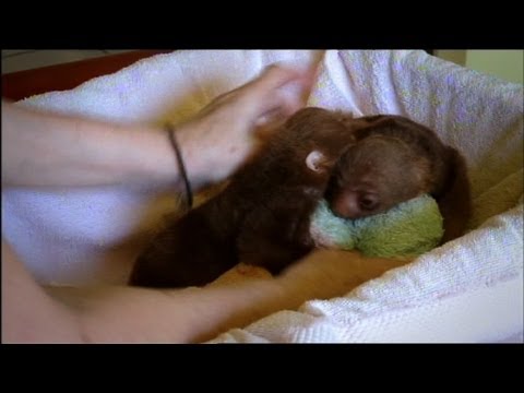 too cute maddie Baby Sloth Twins Are Inseparable