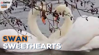 Swans form heart in romantic ritual 🦢❤ | LOVE THIS! by SWNS 87 views 2 days ago 1 minute