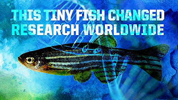 How zebrafish research helps us better understand humans