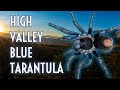 BLUE TARANTULA Found in PERU!