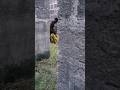 Mission failed🤣🤣😄😄 @ramShankar-gx7cw #funnyvideo #comedy #funny