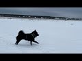 дикий шипперке пирует душой на бескрайнем поле зимних просторов 🤍