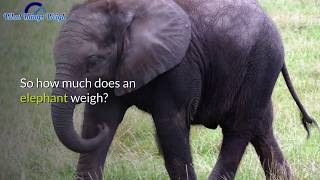 How Much Does An Elephant Weigh?