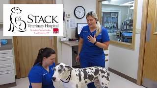 How To Administer Your Pet's Subcutaneous Injection