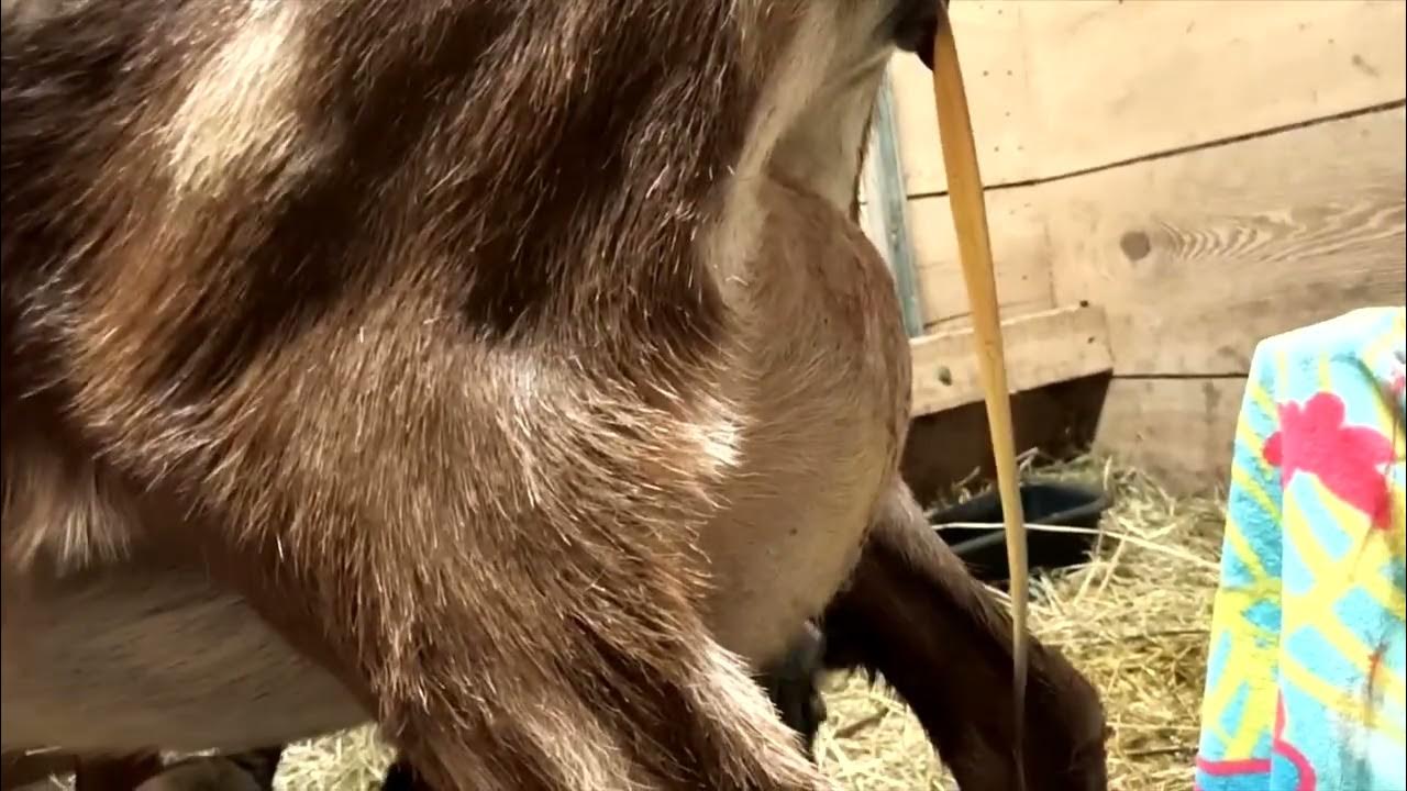 Goat Giving Birth YouTube