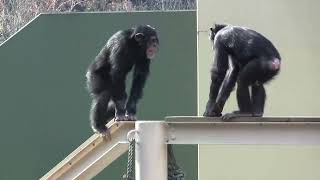 チンパンジー三姉妹と母 50 Three chimp sisters＆mom  Yotsuba age1 & Twins age5 by i Bosch i ボッシュ 934 views 1 year ago 8 minutes, 43 seconds