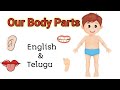 Our body parts names in English & Telugu || Our body parts || with worksheets