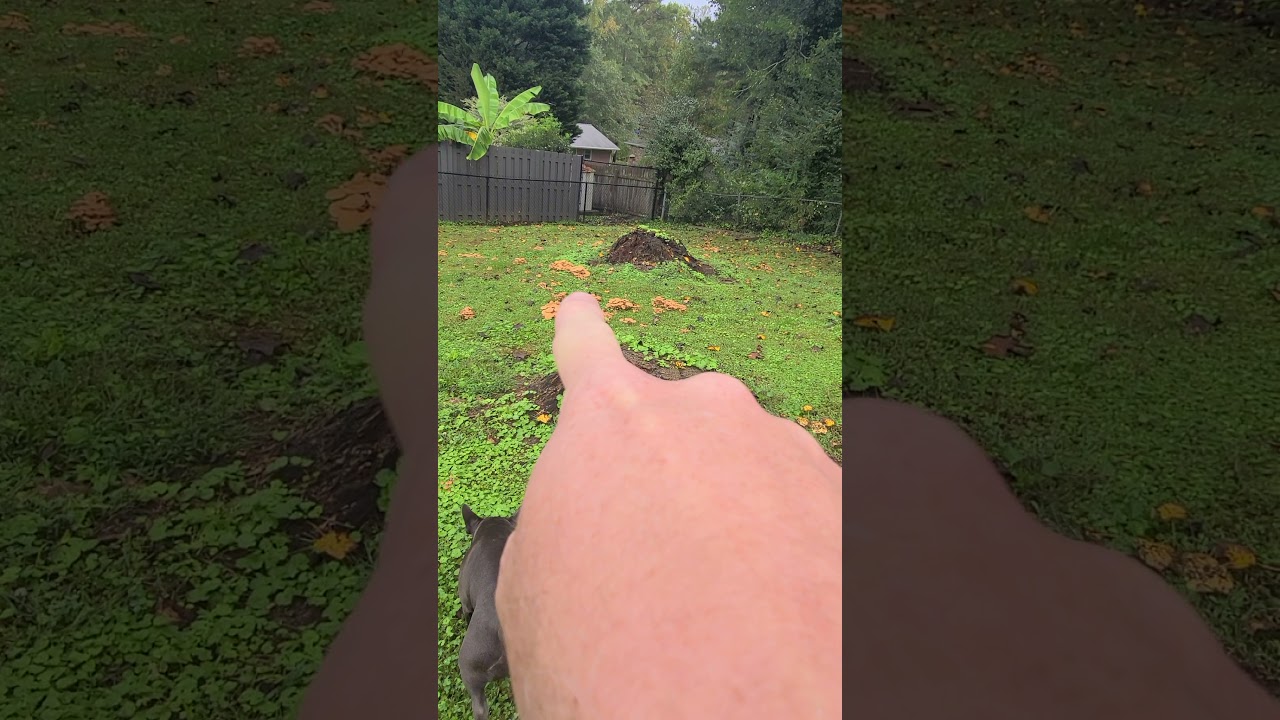 Honey mushroom or funeral bell? YouTube