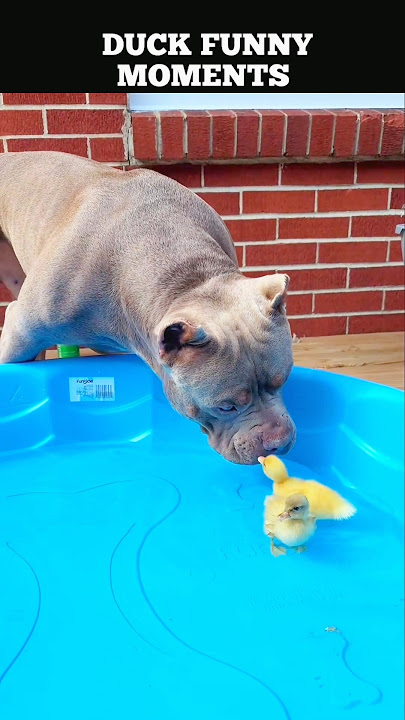Duck 🦆 funny moments 🤣 #shorts #funny #duck #trending