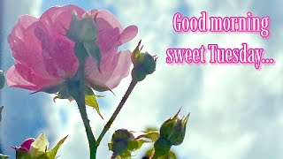 Morning Sweet Thursday “Get it right now by Hallman”🌸🌿
