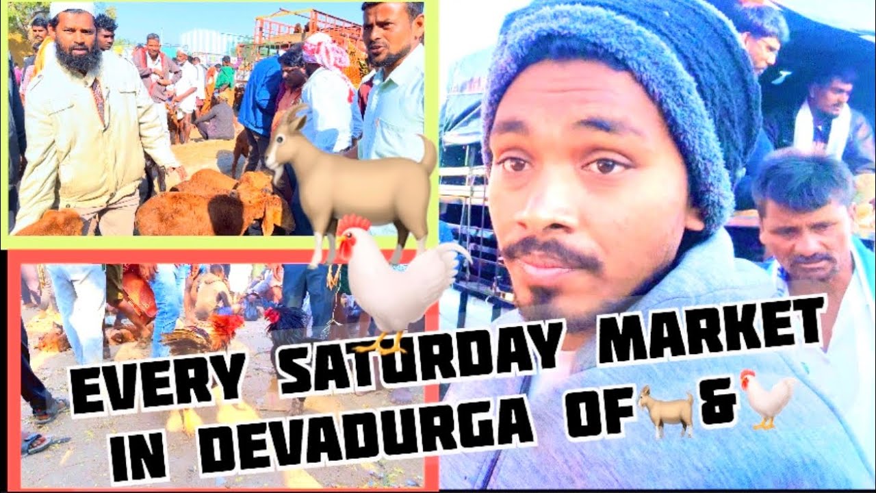 Devadurga Sheep and Hen Market | Large Weekly Animal Market Karnataka 🐐 chicken 🐓 