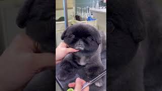 ADORABLE black pug dog grooming first time   #pug #cutedog #groomingtips #shorts