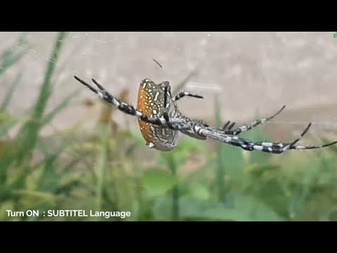 Video: Onko argiope keyserlingi myrkyllinen?