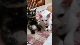 THESE CATS THINK ...THEY ARE CUTE !