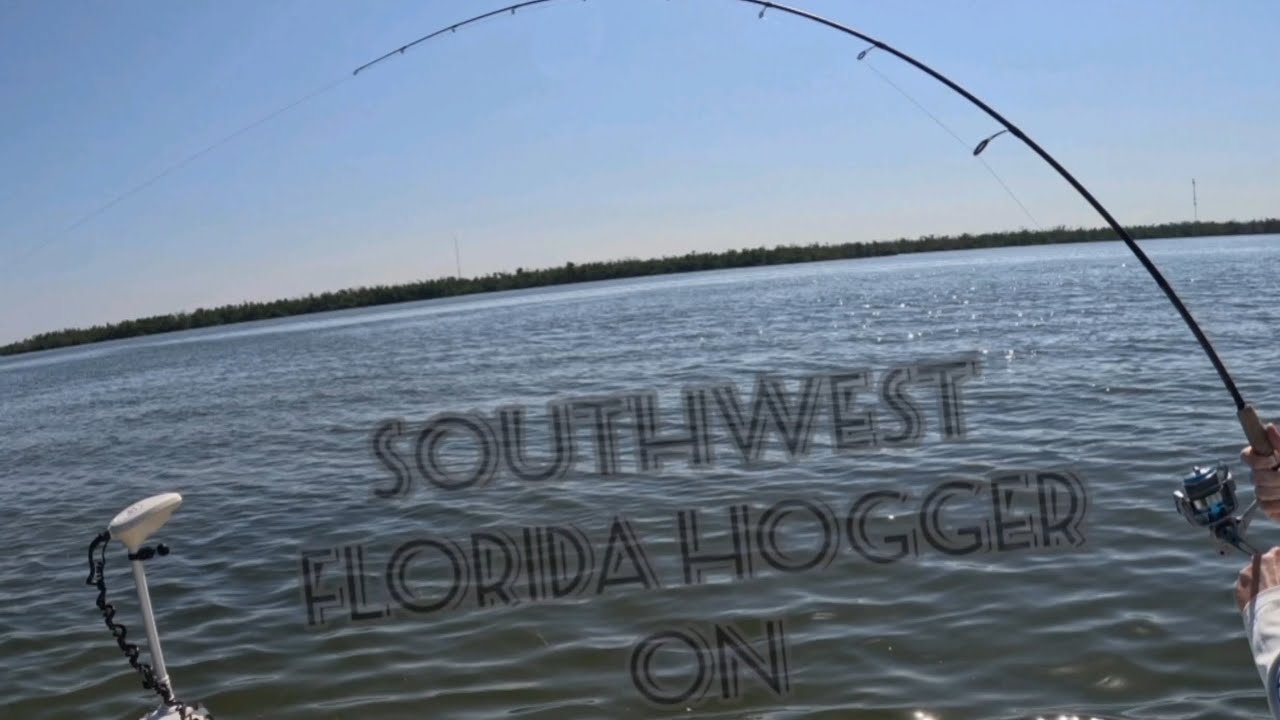 Huge fat over slot redfish, Southwest Florida