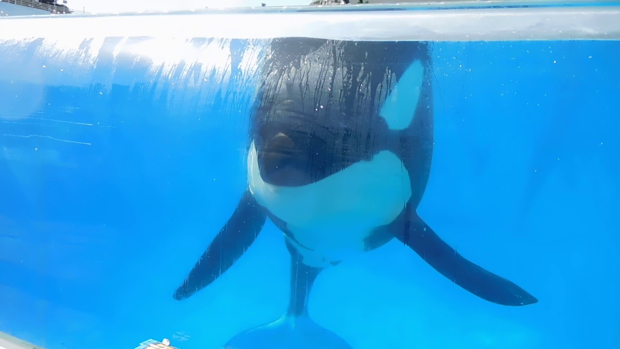 Killer Whale Up Close Tour Part 3 - Seaworld San Diego - July 11, 2018